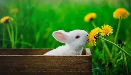 米兰体育官方网站APP下载-欧洲足坛转会新风向：超级巨星纷纷加盟豪门，欧洲足坛转会汇总